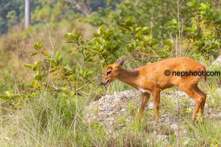 Barking deer in the road.
