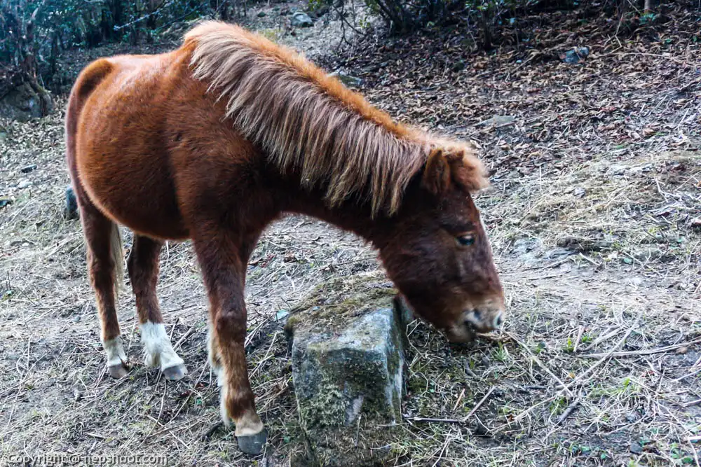 Horse, a means to transport good.