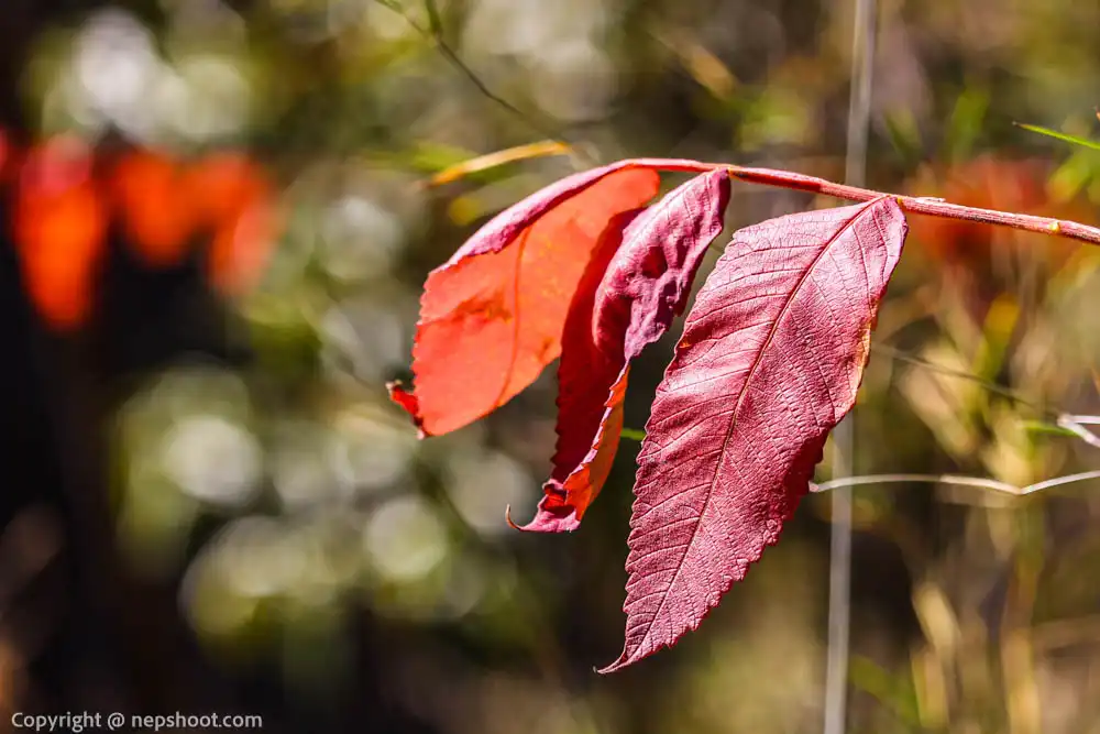 Red leaf