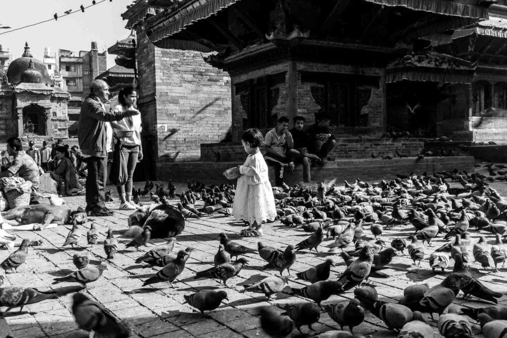 Small baby girl feeding grains to the pigeons.