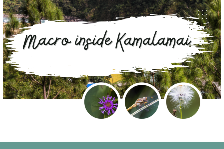 Macro inside Kamalamai