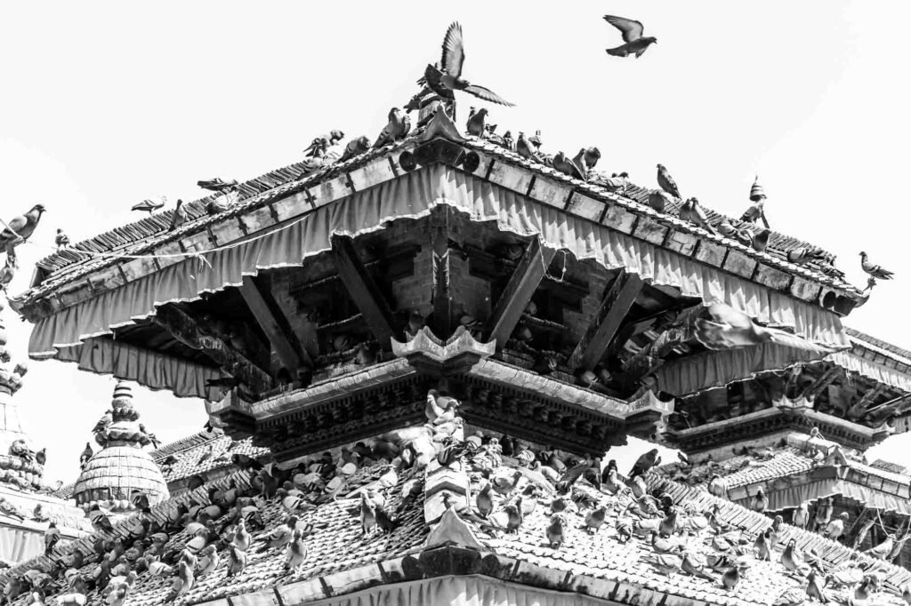 Pigeons at the foots of the temple.
