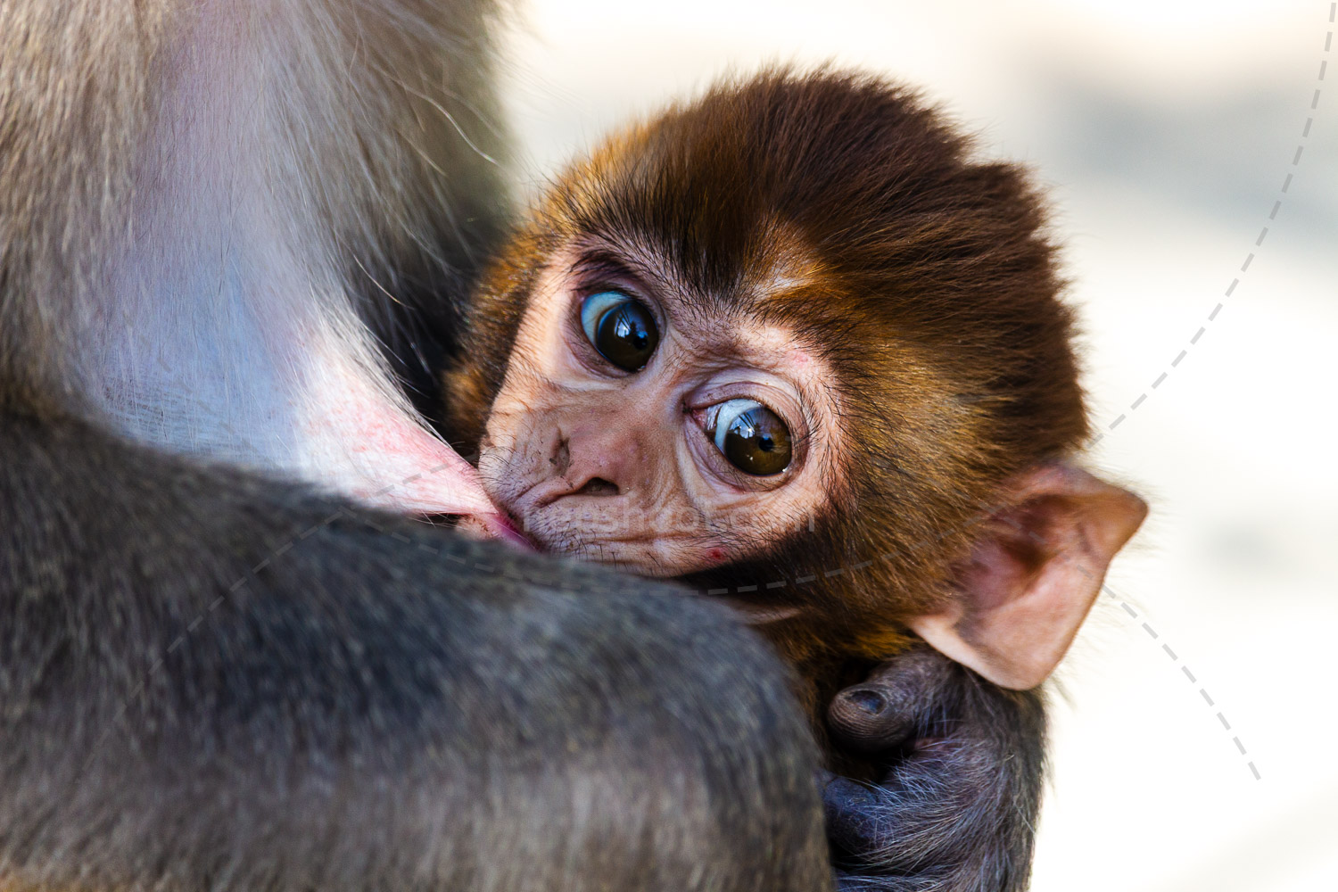 Baby Monkey