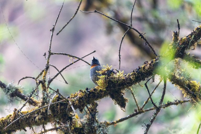 Bird on a Branch
