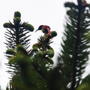 Bird over the Pine