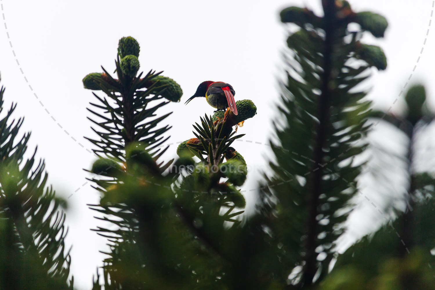 Bird on the Pine