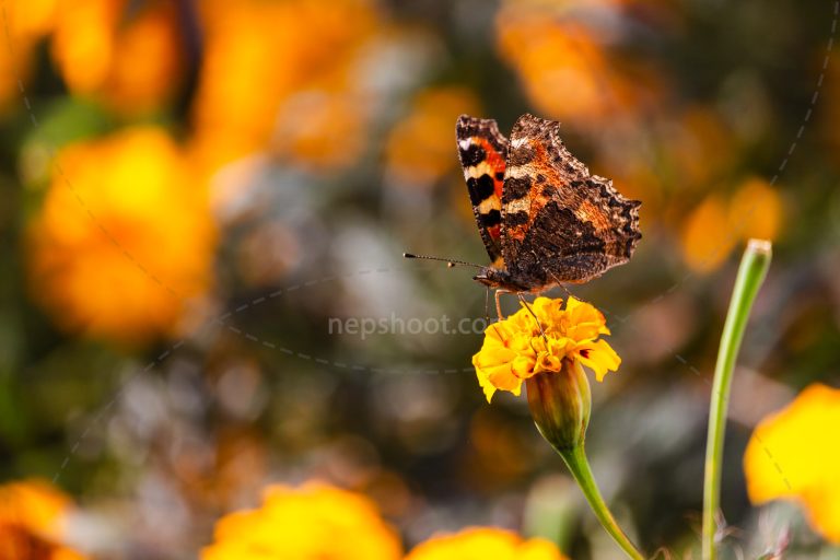 Butterfly on Marigold