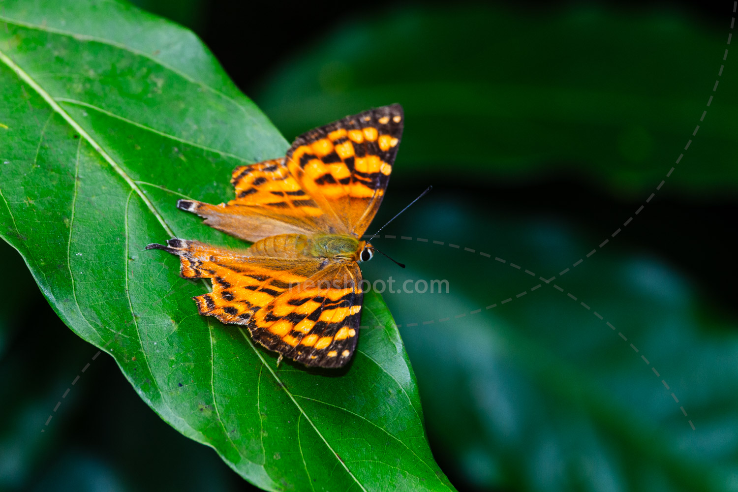 Butterfly on a Leaf