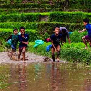 Children Playing in the Paddy