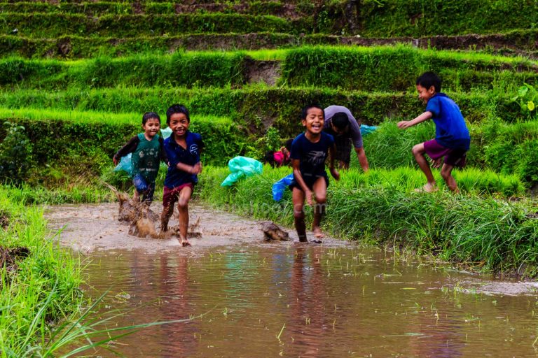 Children Playing in the Paddy