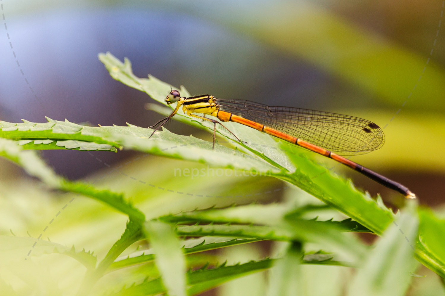 Damselfly on a Leaf