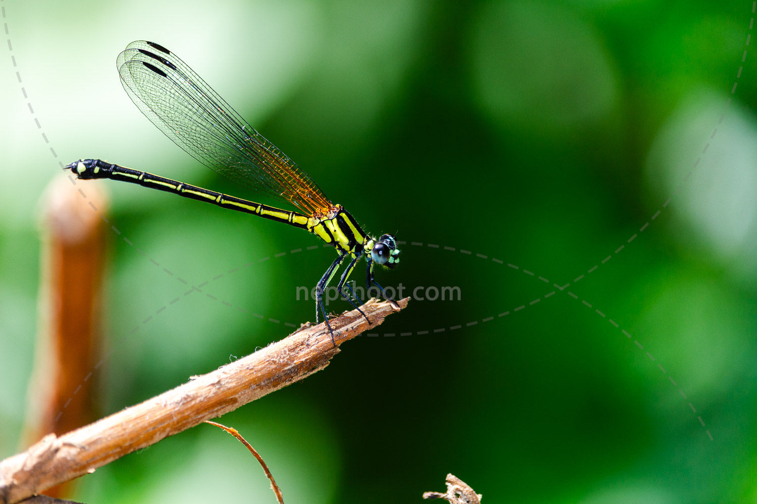 Damselfly on a Twig