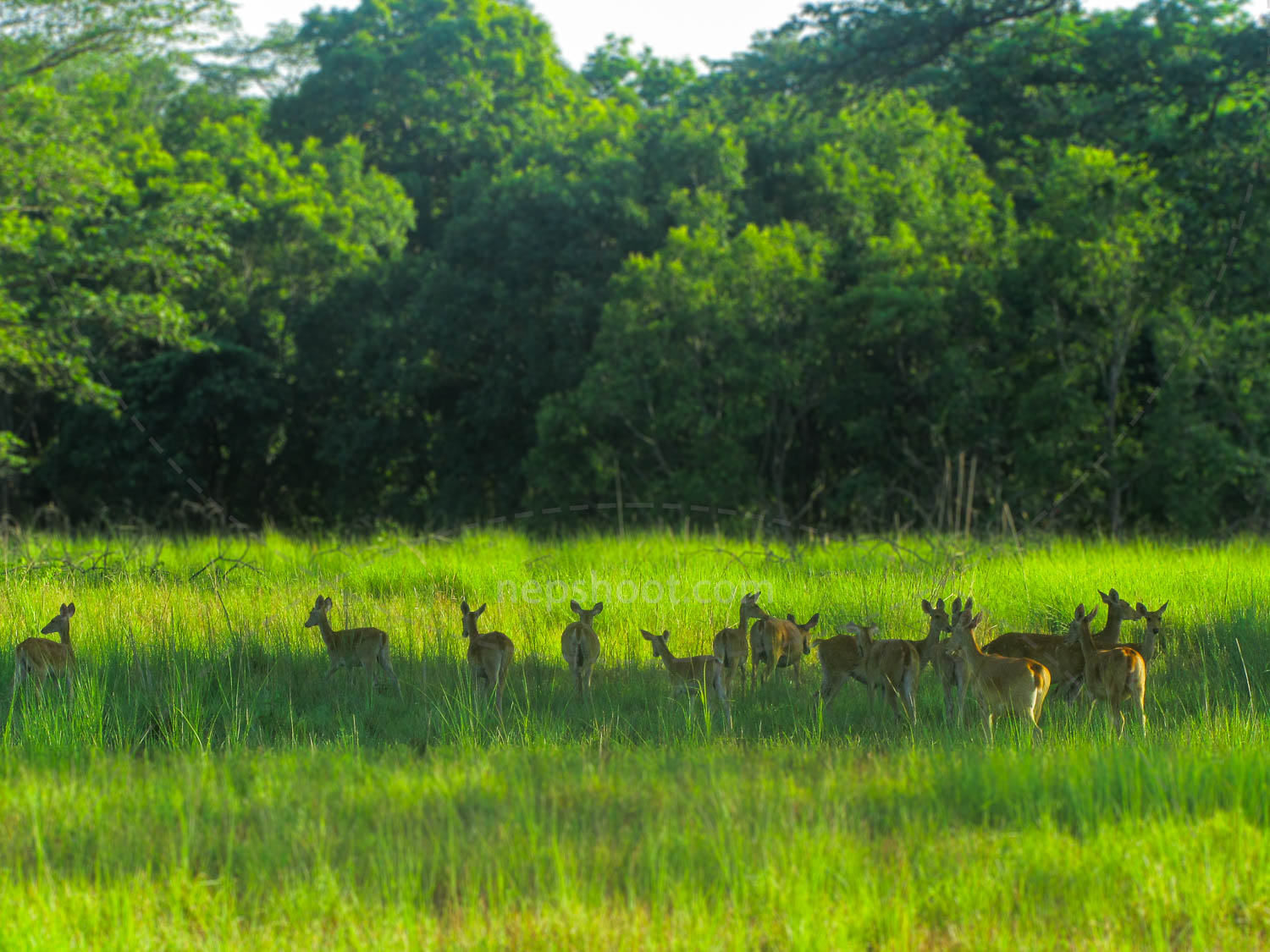 Deer in the Meadow