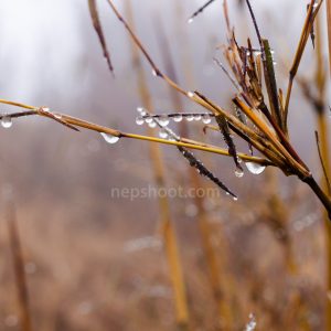 Dew Drops on Grass