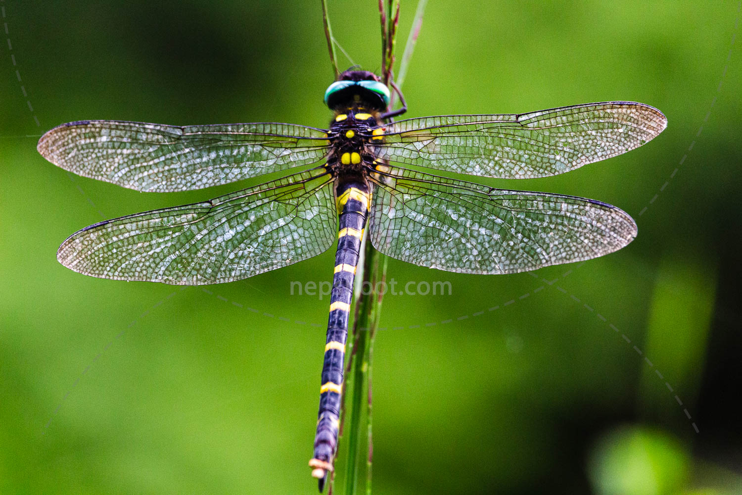 Dragonfly Close-up
