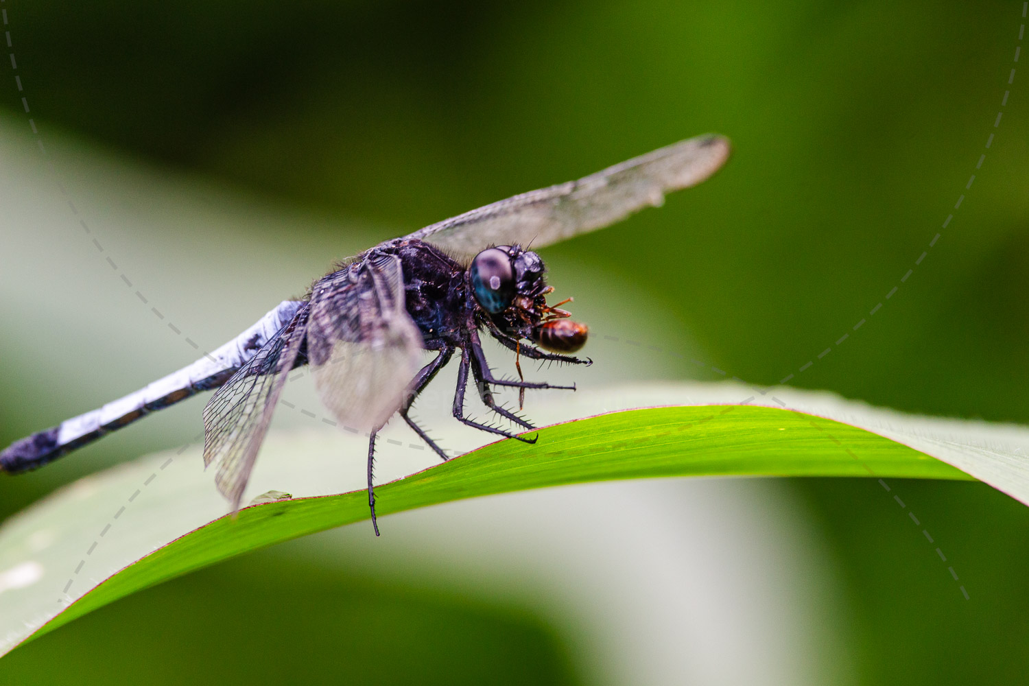 Dragonfly on a Blade