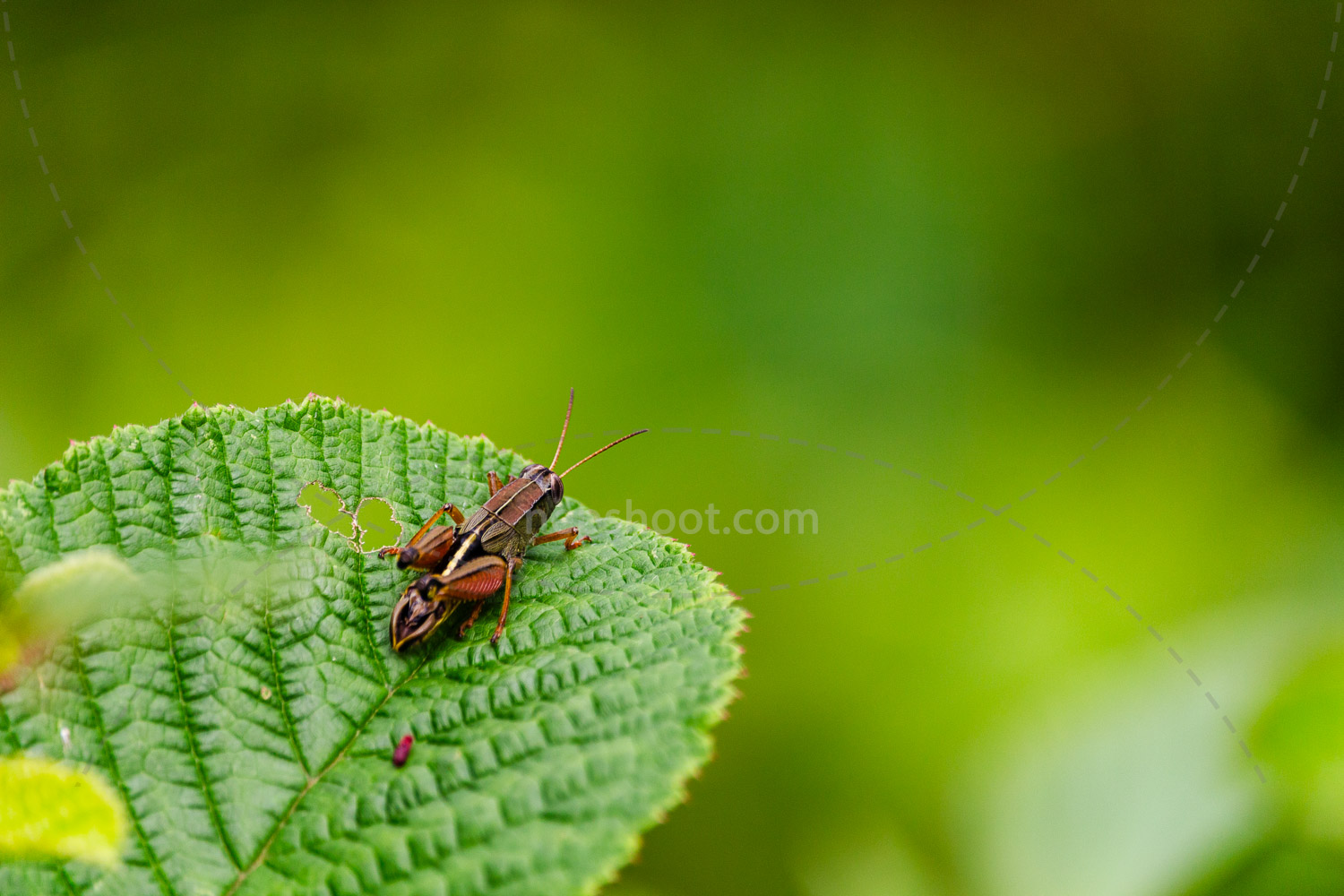Grasshopper on a Leaf