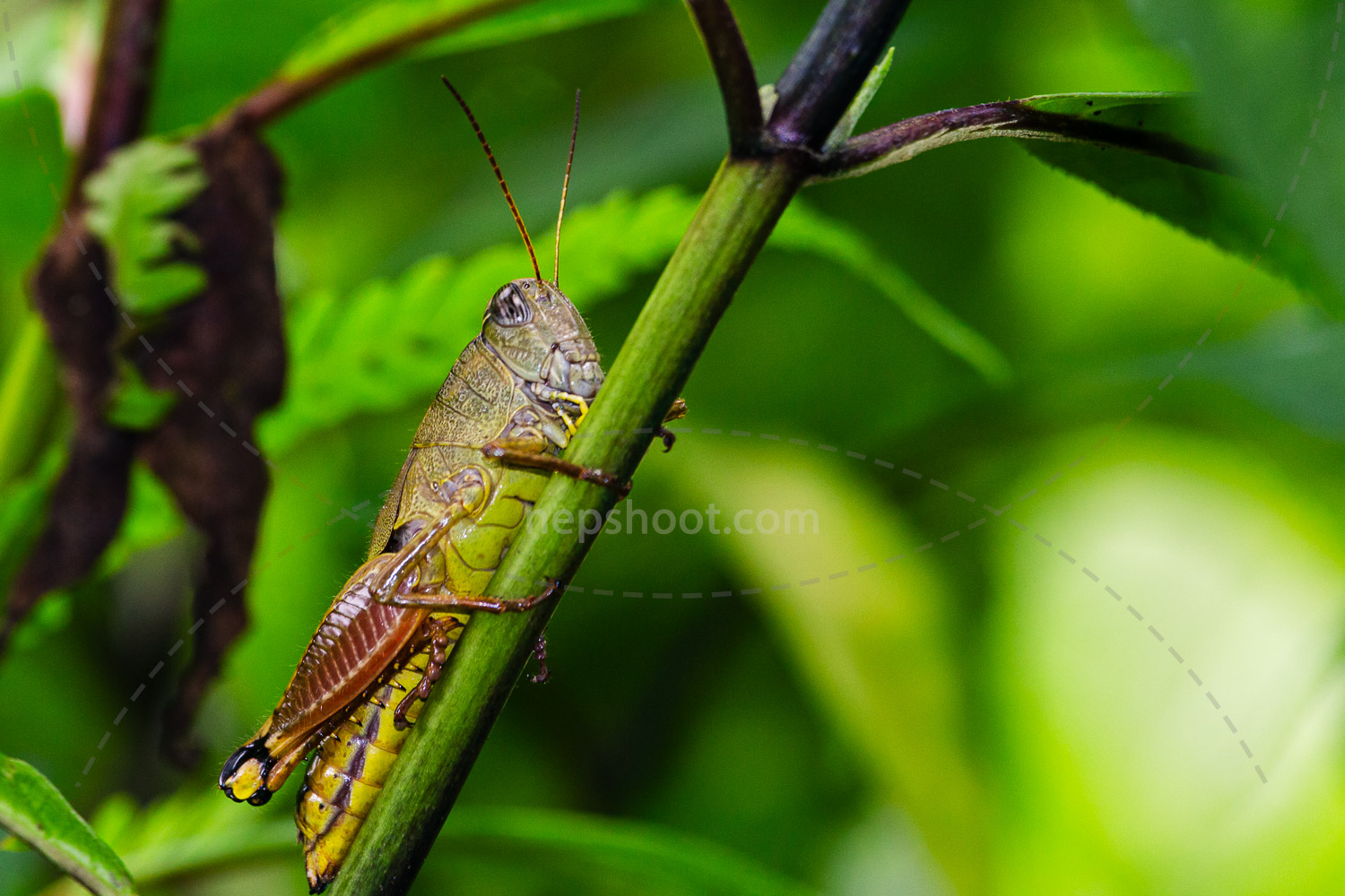 Grasshopper on a Stem