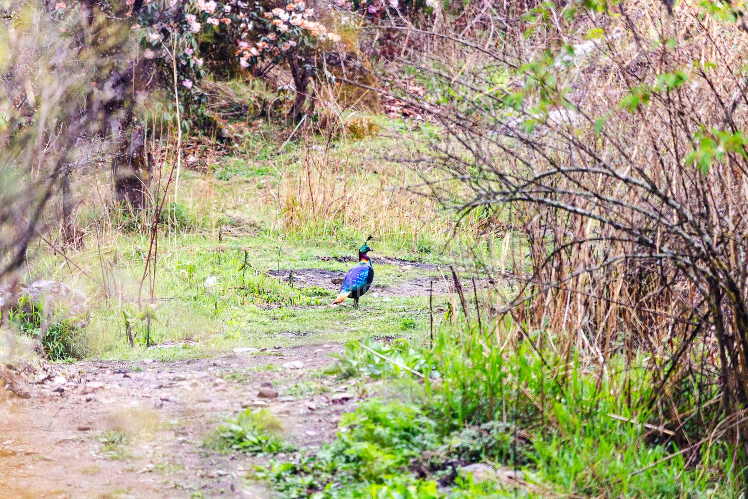 Himalayan Monal in the Grass