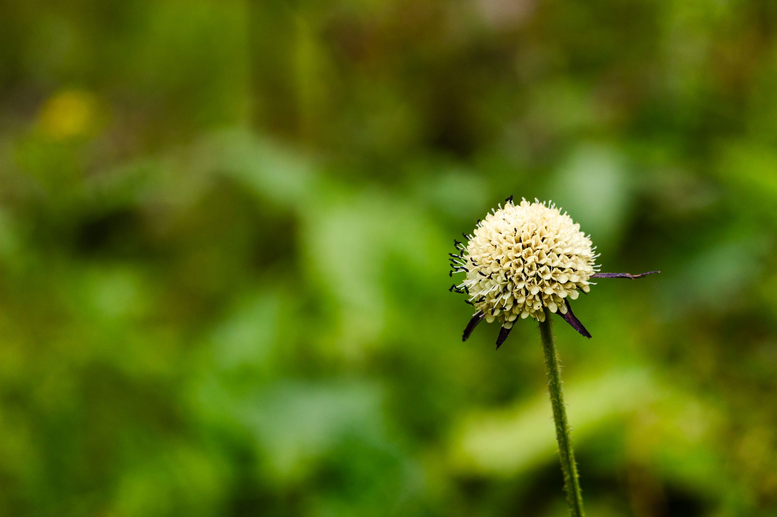 A Distinctive Wildflower Blooming Against a Blurred Green Backdrop.