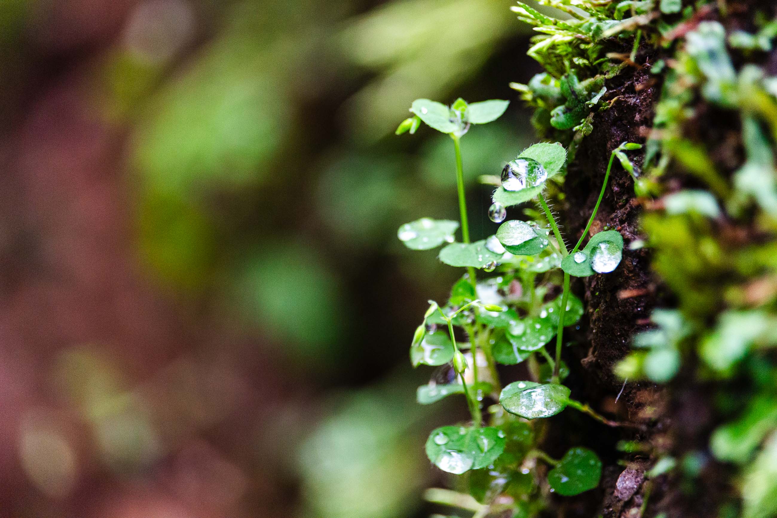 Fresh Morning Dewdrops Glistening on Tiny Forest Leaves.