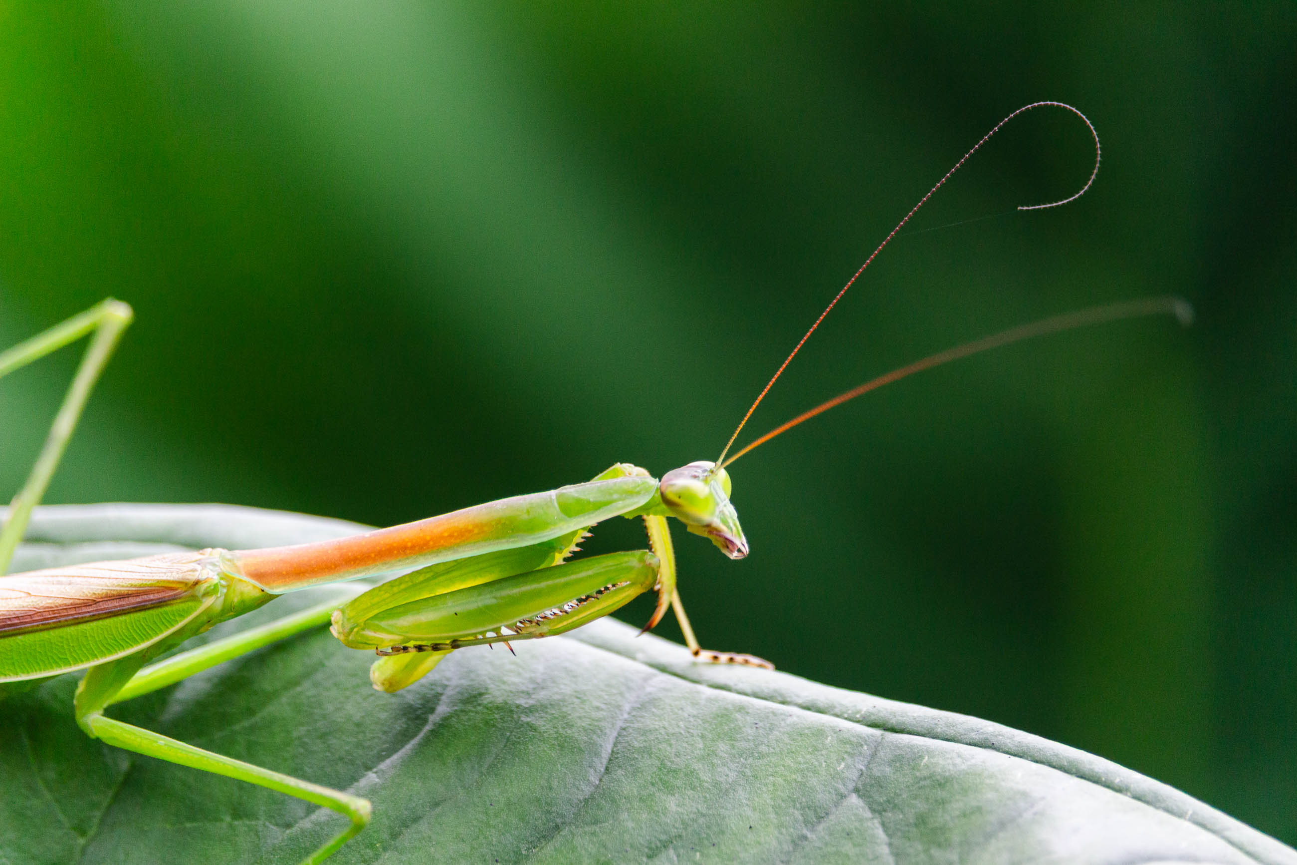 Close-Up Profile of a Green Praying Mantis on a Leaf.