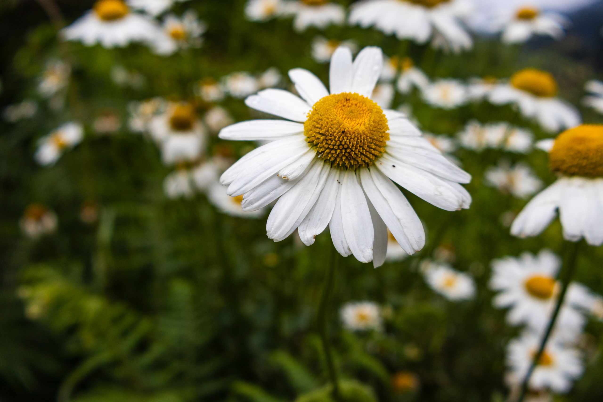 A Vibrant Field of Wild Oxeye Daisies in Full Bloom.