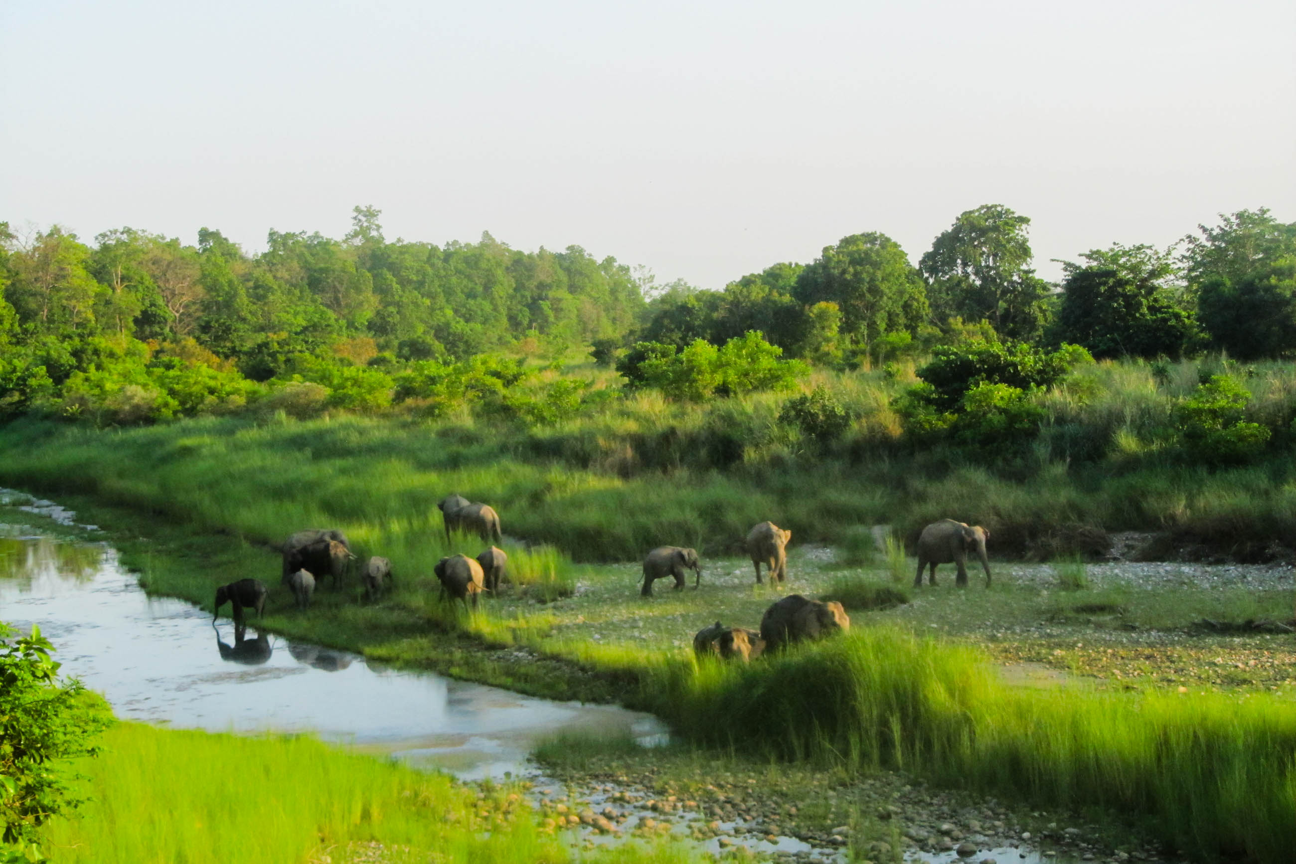 A Herd of Wild Elephants Grazing Near a Riverbank. Bardia National Park.