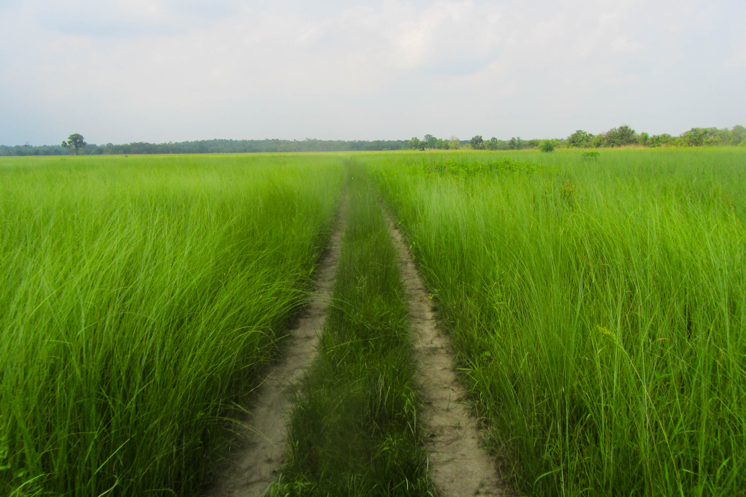 An Unpaved Track Cutting Through a Vast Grassland, Suklaphanta National park.