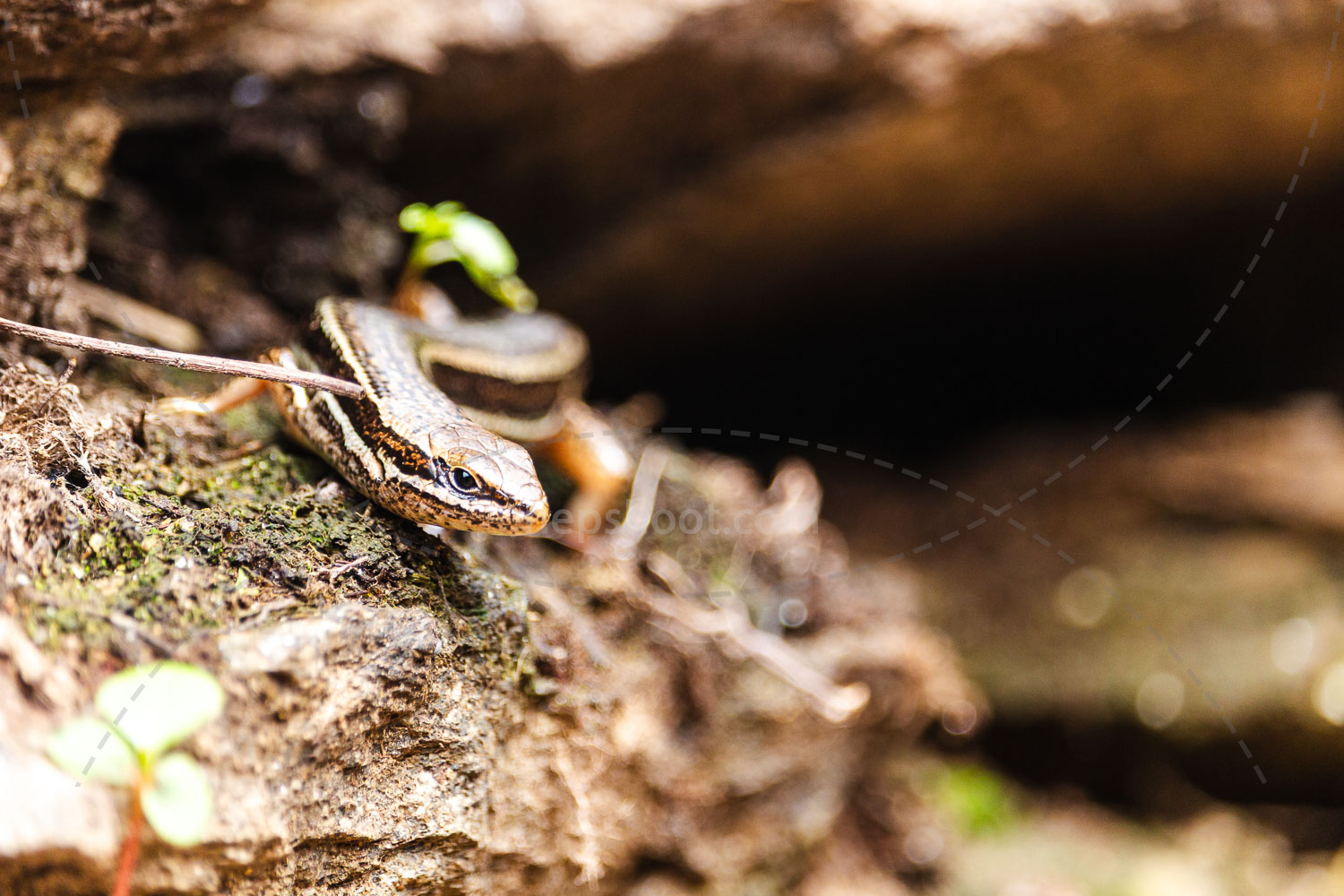 Lizard on the Rock