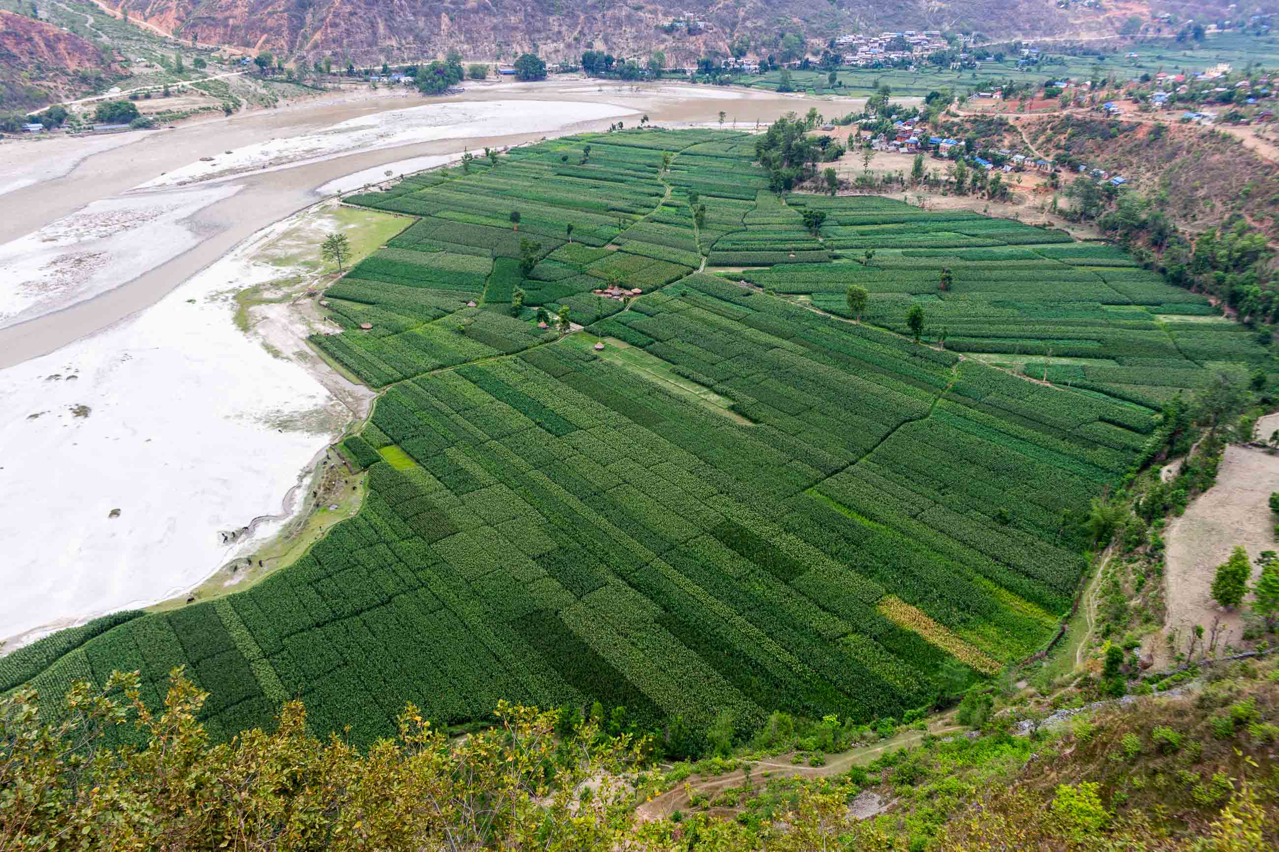 An Aerial View of Extensive Green Maize Fields by the River in Manthali.
