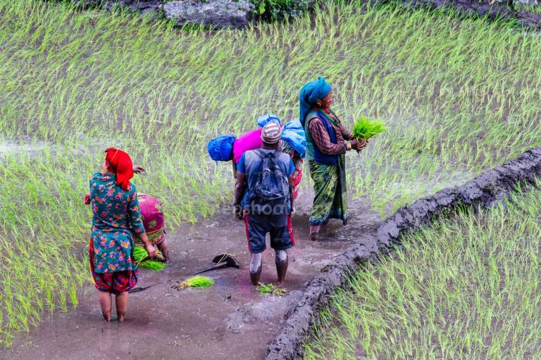 Planting Rice Seedlings