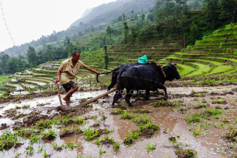 Ploughing the Rice Field