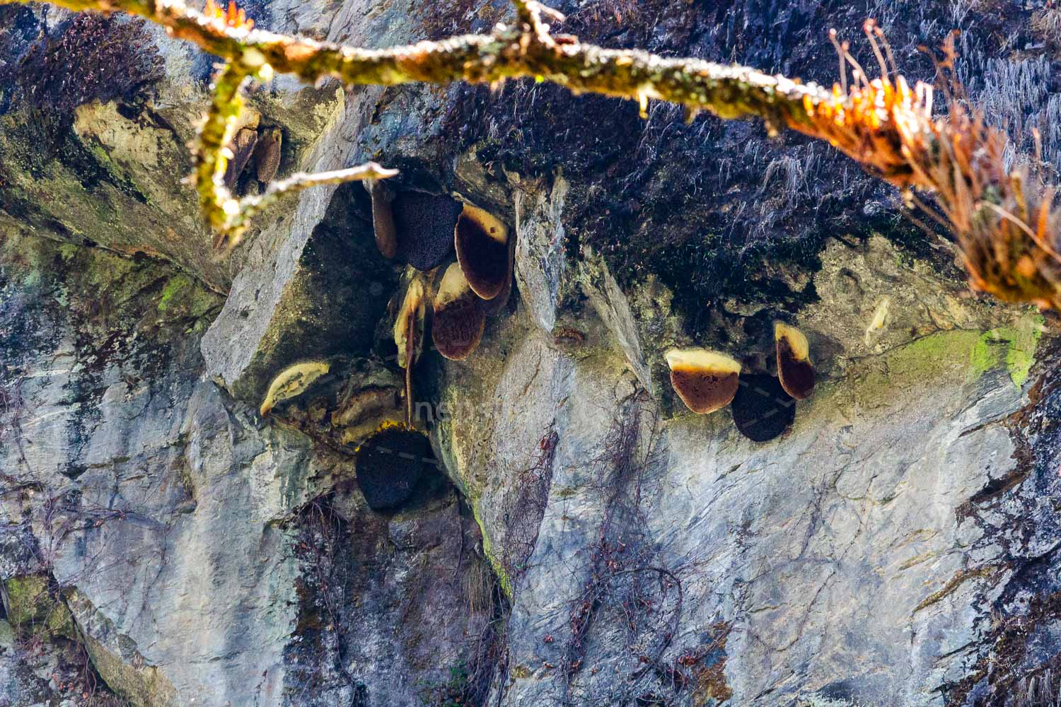 Roosting Bats