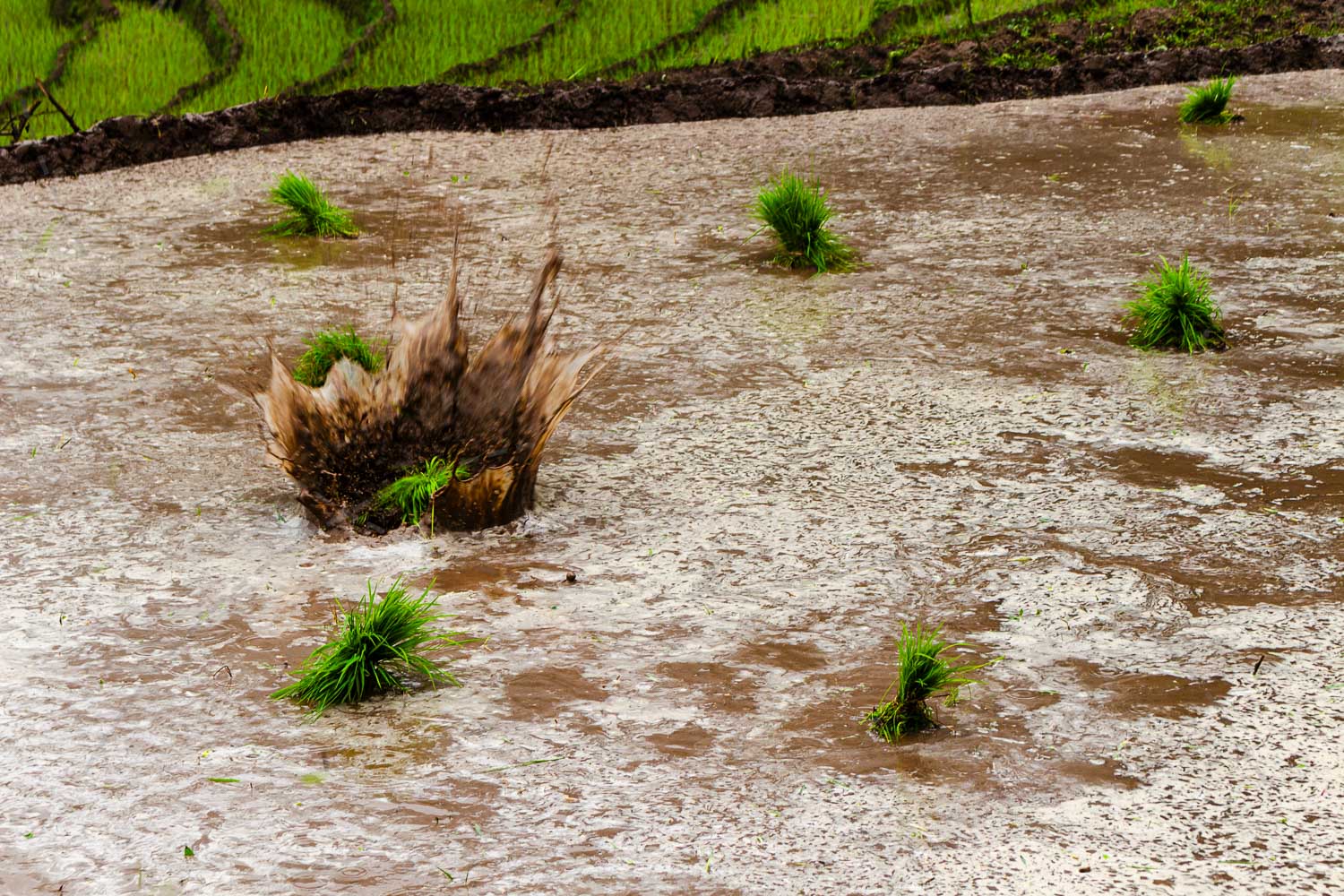 Scattering Paddy Seedlings