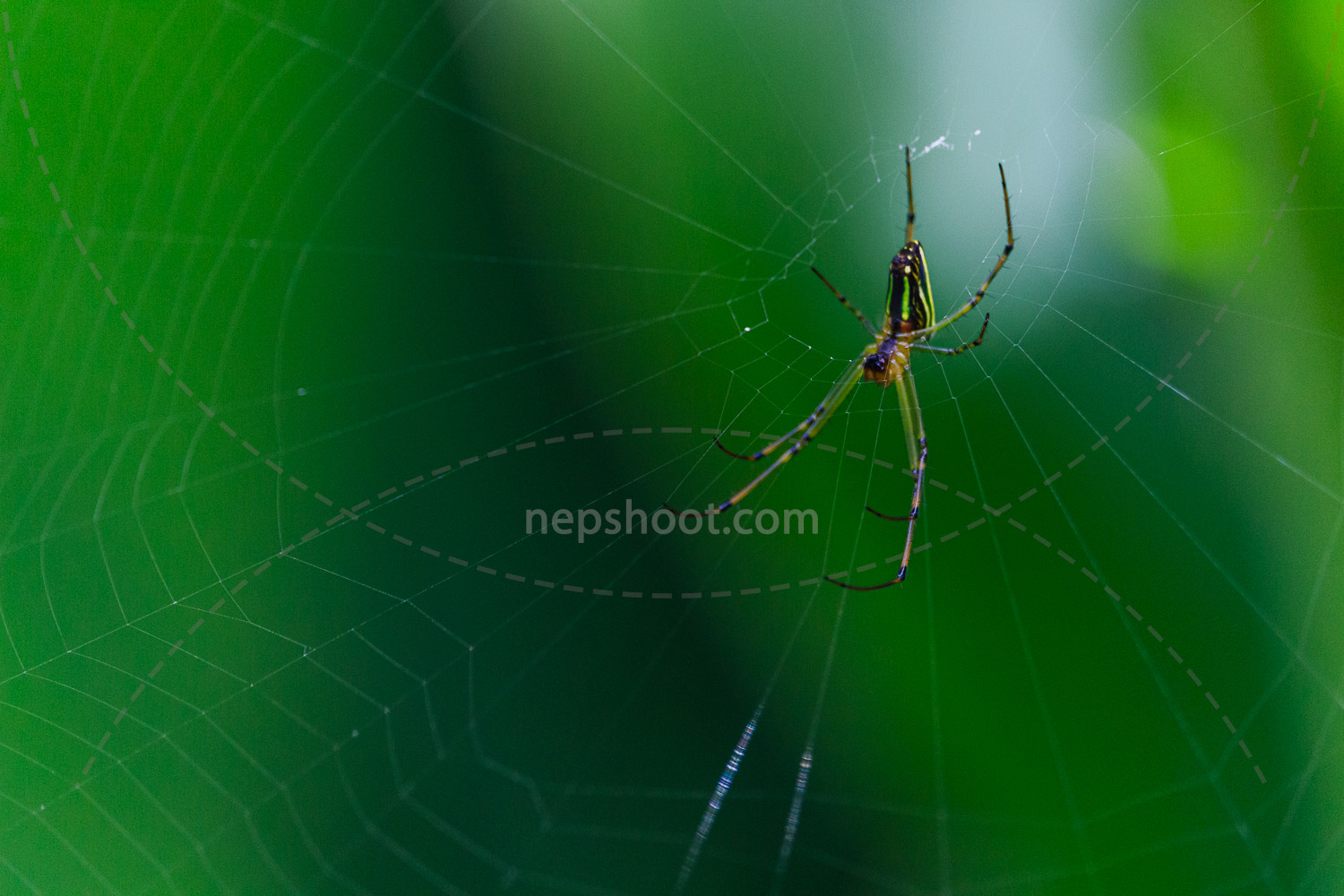 Spider on its Web