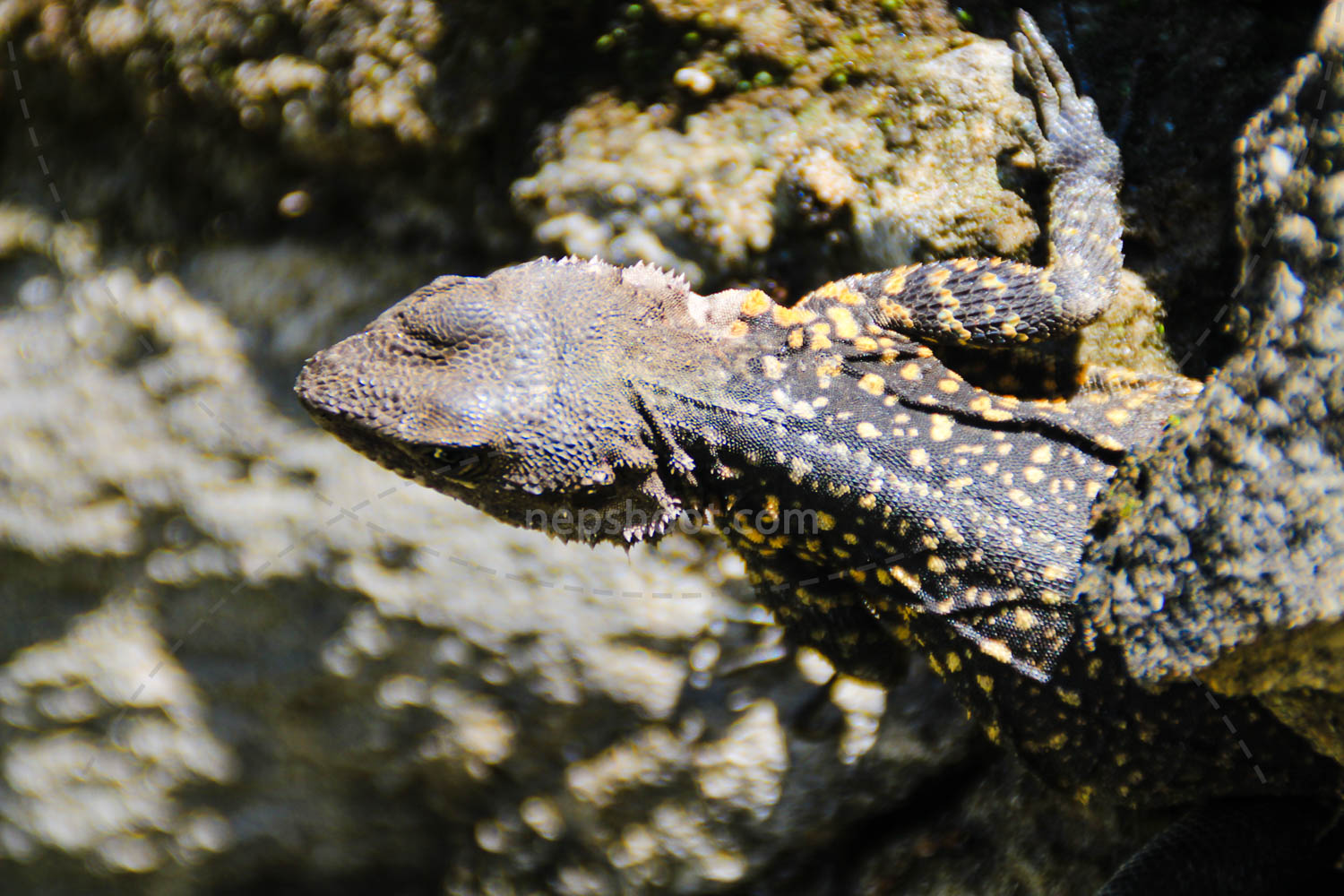 Spotted Lizard