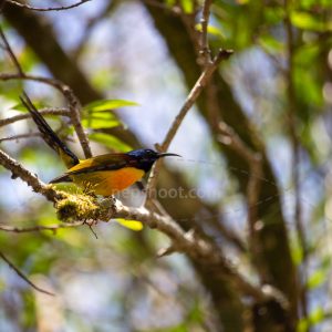 Sunbird