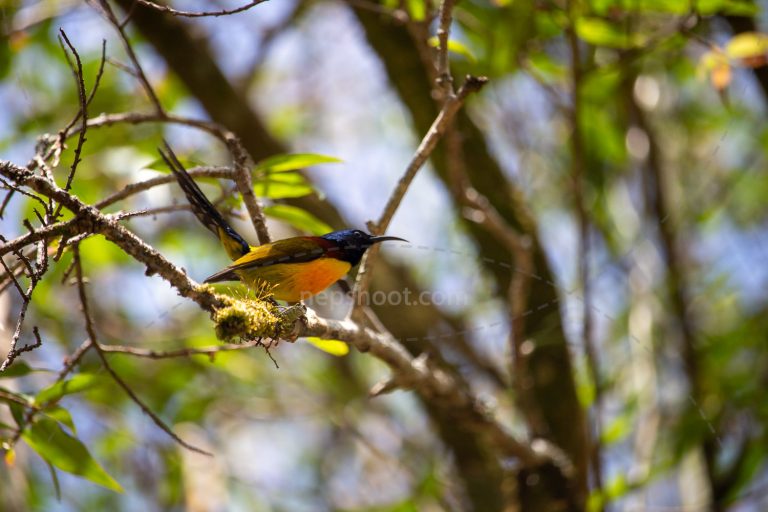 Sunbird