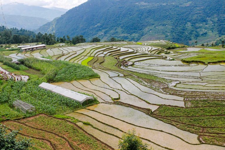 Terraced Rice Fields