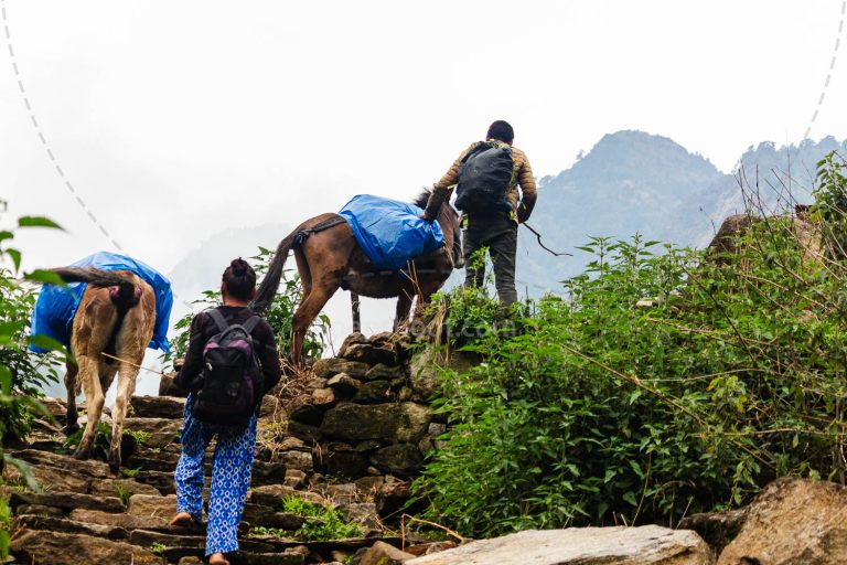 Trekking with Mules