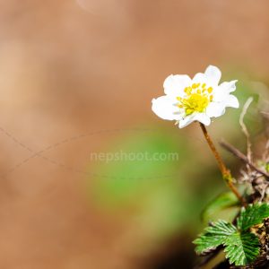 White Blossom