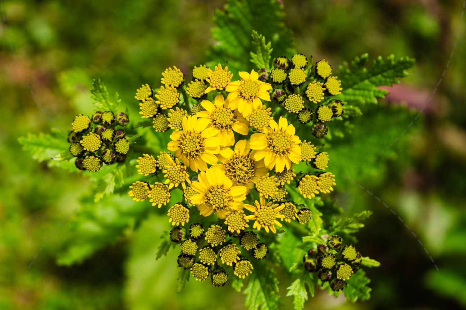 Wild Flower Cluster