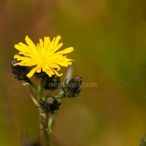 Yellow Hawkweed